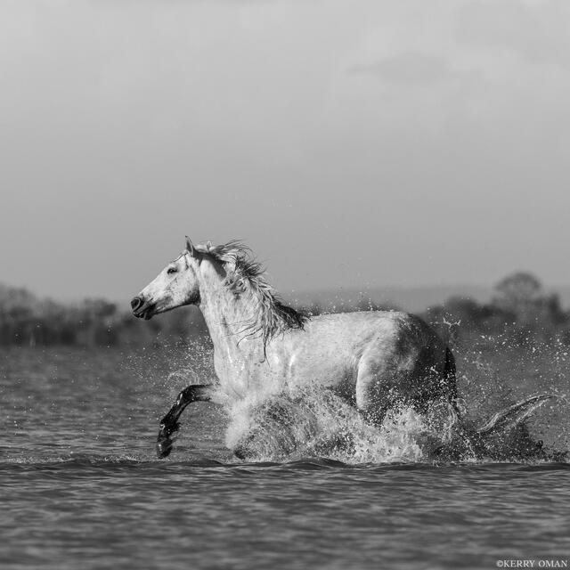 Forward Motion print