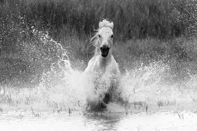 Force of Nature print