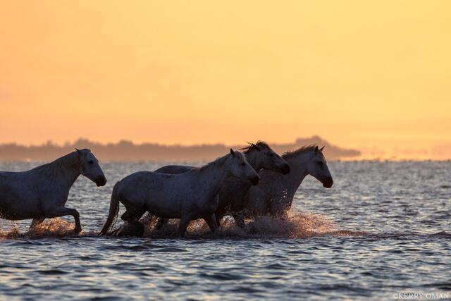 Chasing the Last Light print