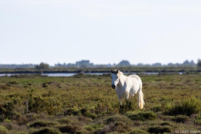Among the Marshes print