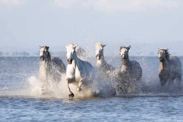 Force of the Herd print