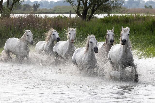 Marshland Thunder print
