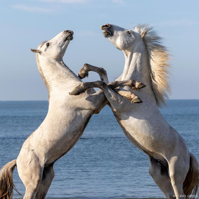 Clash by the Sea print