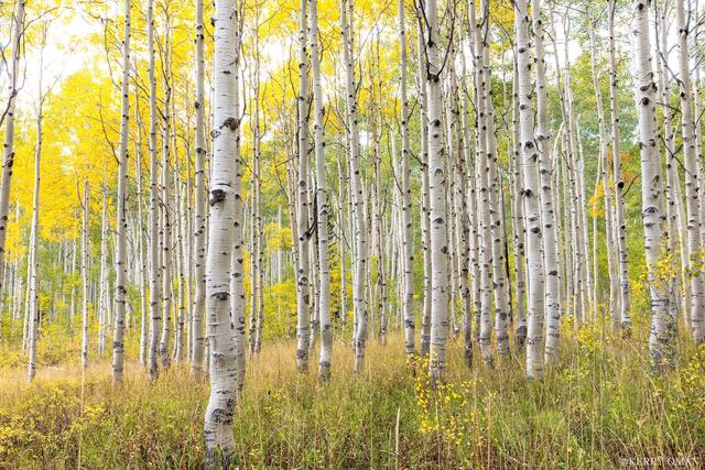 Autumn Light Through Aspens print