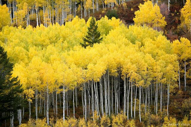 Among the Aspens print