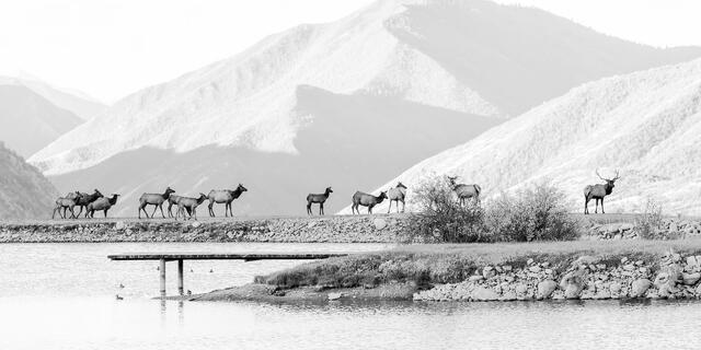 The Crossing Line print
