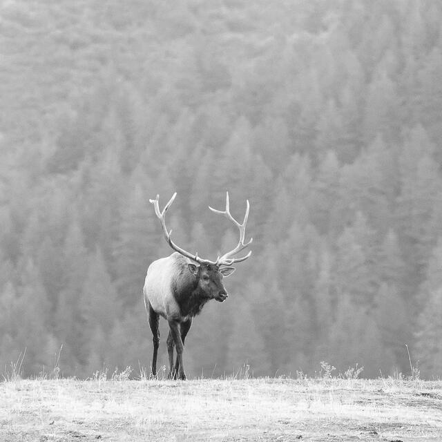 Edge of the Morning Stillness print