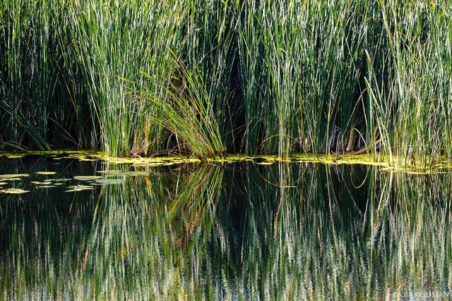 Stillwater Reeds print