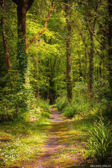 Where the Forest Opens print