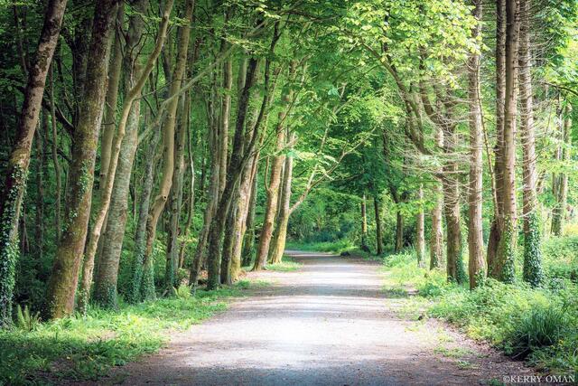 Woodland Path in the Irish Countryside print