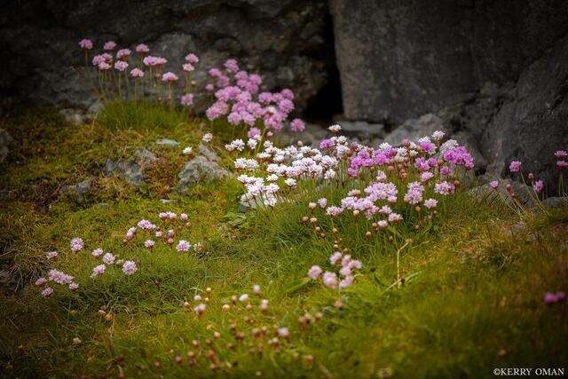 Sea Thrift Among the Stones print