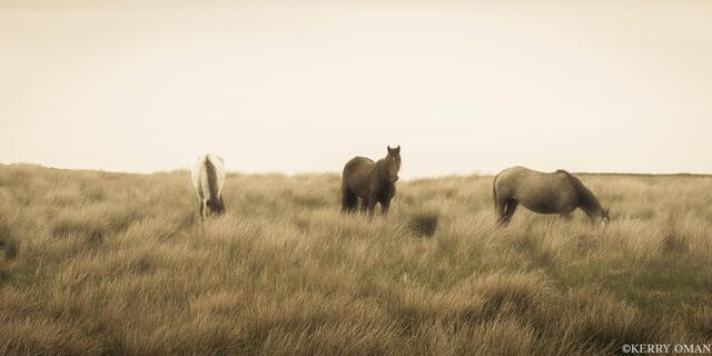 Three Horses and the Edge of the Sea print