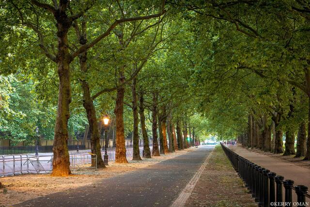 The Green Corridor print