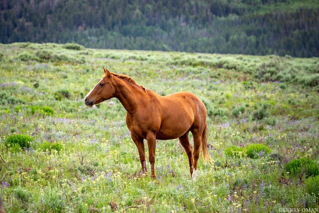 Chestnut Sentinel in the Meadow print