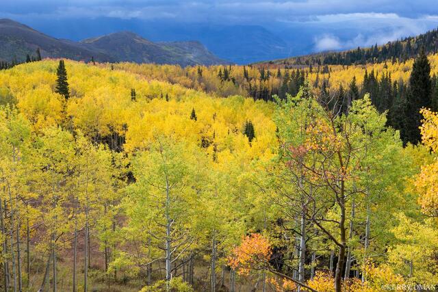 Stormlight in the Aspens print