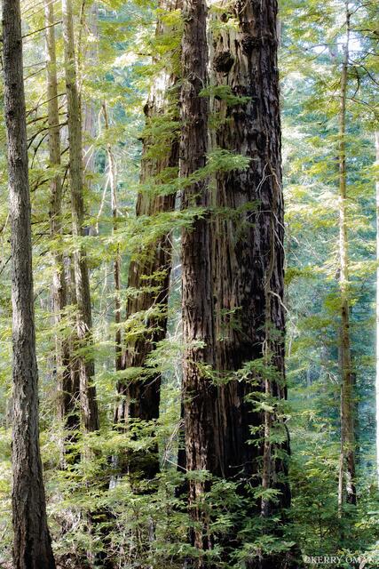 Giants of Muir Woods print