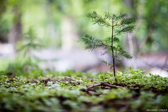 New Growth print