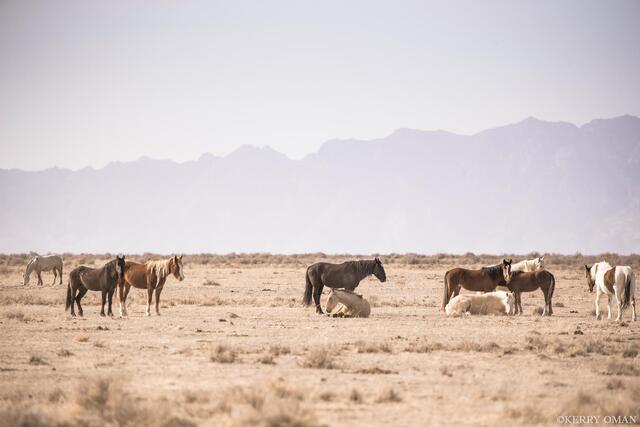 Desert Calm print