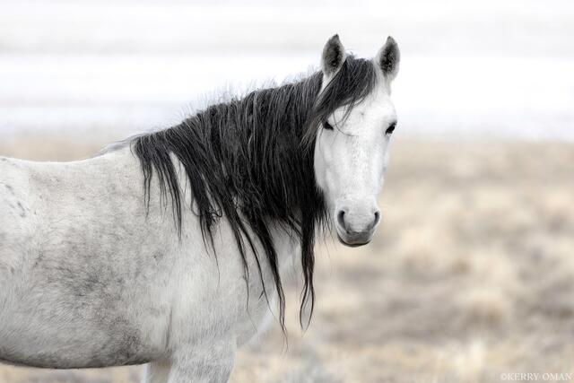 Graceful Onaqui Wild Horse in Winter Light print