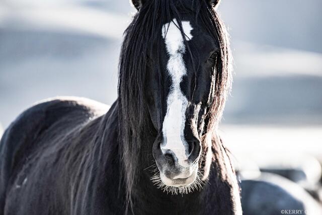 Marked Stallion print