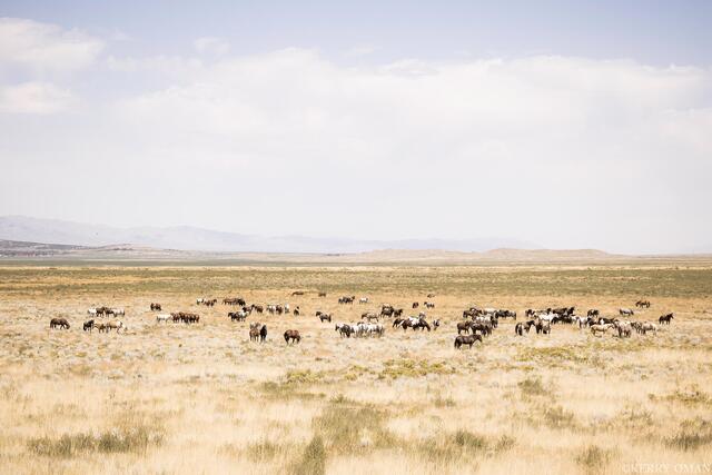 Onaqui Herd on the Open Range print