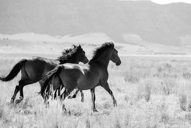 Stride for Stride print