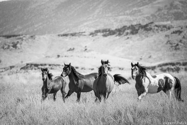 Rhythm of the Range print