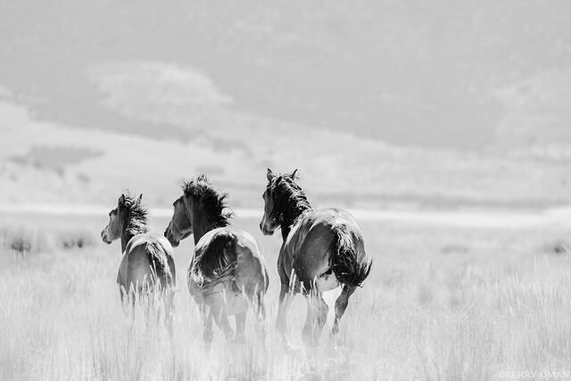 Into the Light print