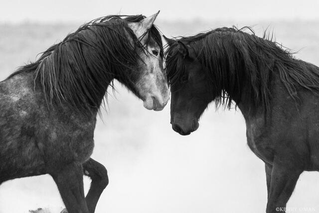 Between Rivals print