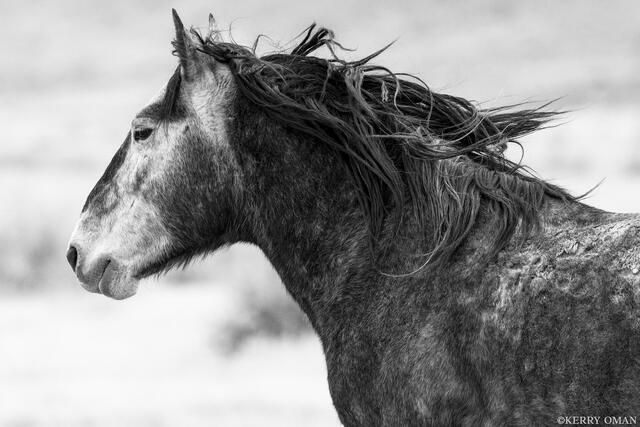 Windswept Resolve print