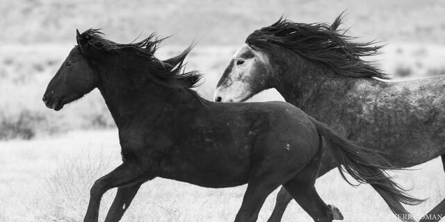 Chasing the Wind print