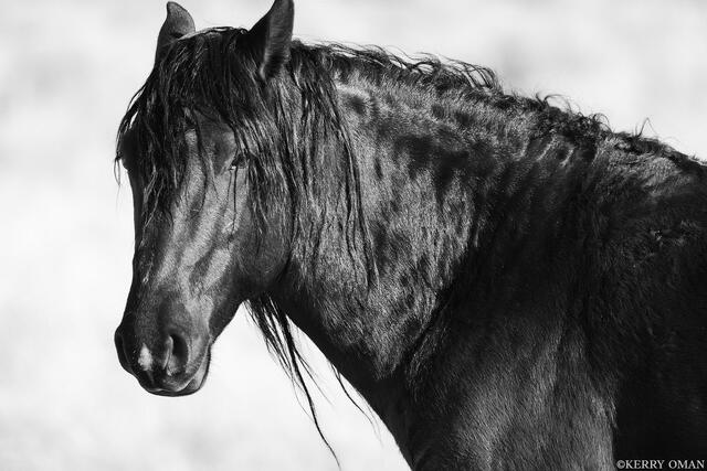 Under Winter Light – Onaqui Stallion print