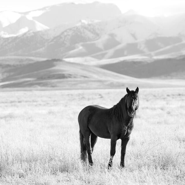 Guardian of the Range print