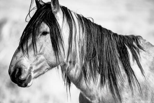 Mane of the Desert print
