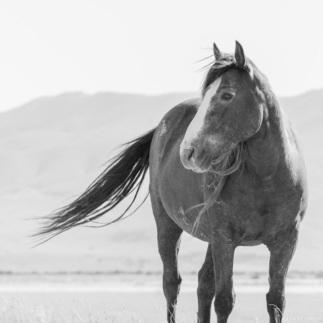 Marked by the Wind print
