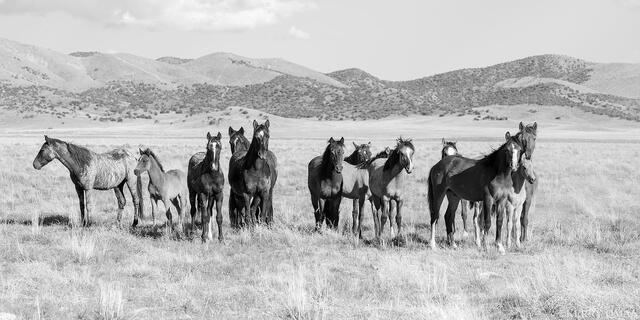 The Gathered Line print