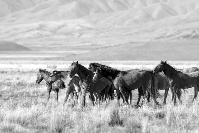 Toward the Wind print