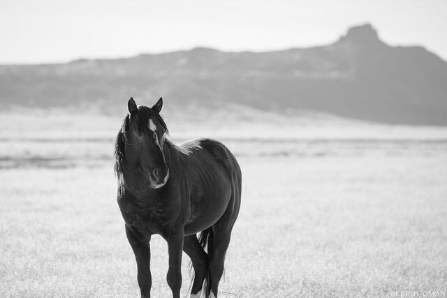 Edge of the Mesa print