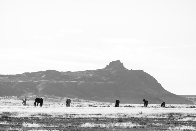 Mesa Morning print