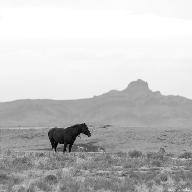 Guardian of the Plateau print