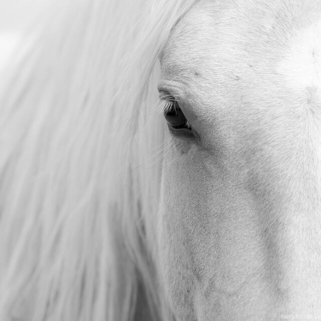 Eye of the Pale Wind print