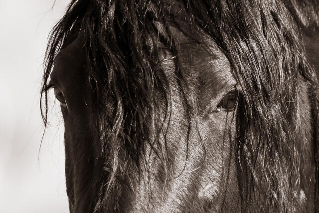 Through the Dust and Silence print