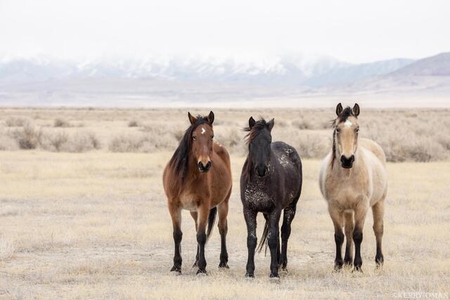 Desert Trio print
