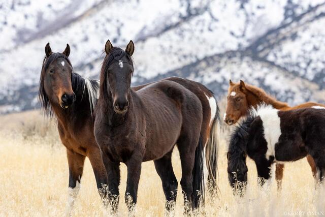Winter Vigil – Onaqui Wild Horses print