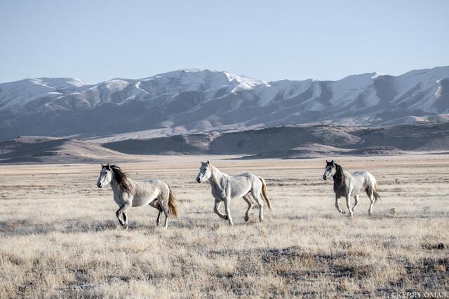 Winter Ascent – Onaqui Wild Horses print