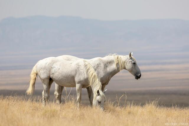 Graceful Wild Horses of the Onaqui Desert print