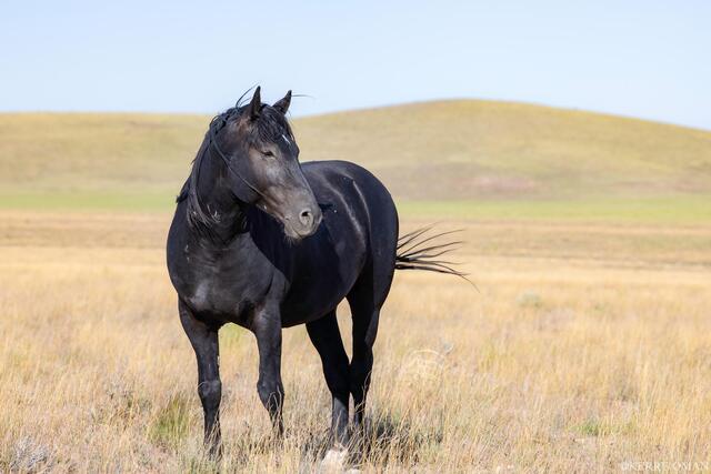 Black Onaqui Stallion print
