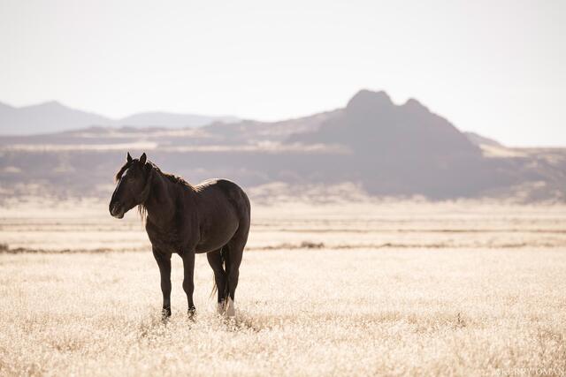 Morning Watch in the West Desert print