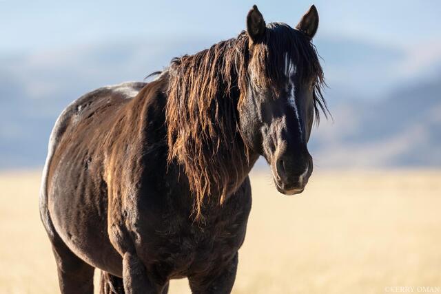 Onaqui Wild Stallion in Golden Light print