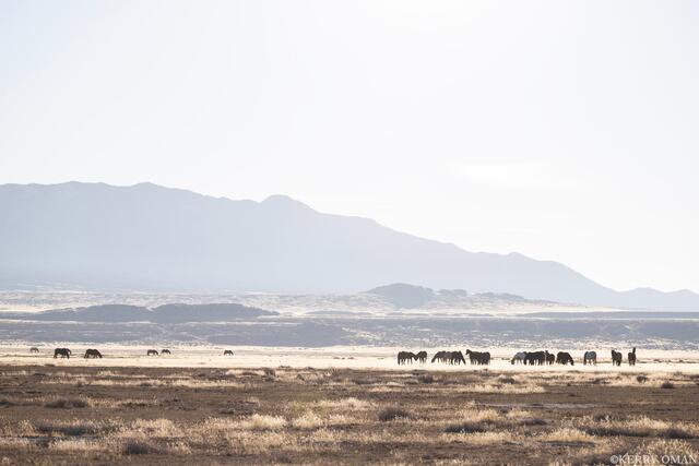 Onaqui Wild Horses in the Morning Haze print